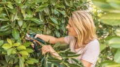 Bosch EasyPrune Accu Snoeischaar - 3.6 V Accu - USB -Tuin En Buiten 1200x675 6