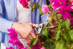 Felco 14 Snoeischaar | Ergonomisch | Voor Kleine Handen -Tuin En Buiten 1200x800 274