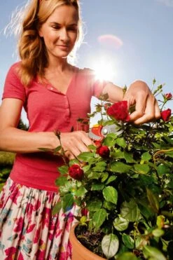 WOLF-Garten Snoeischaar "Premium Plus" RR 4000 - Max. Knipdiameter 22 Mm - Links- En Rechtshandige - Softinleg Handgreep - Snijhoek 30° - Voor Grote Handen - Vervangbare Messen 22 WOLF-Garten Snoeischaar "Premium Plus" RR 4000 - Max. Knipdiameter 22 Mm - Links- En Rechtshandige - Softinleg Handgreep - Snijhoek 30° - Voor Grote Handen - Vervangbare Messen -Tuin En Buiten 799x1200 17