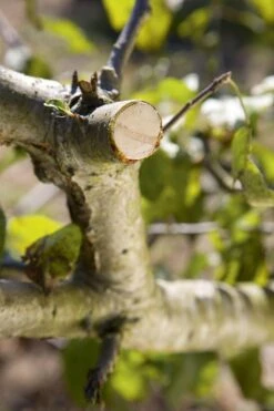 GARDENA - Comfort - Hefboomsnoeischaar Smartcut - Snoeischaar - Takdikte Max. 22 Mm -Tuin En Buiten 799x1200 32