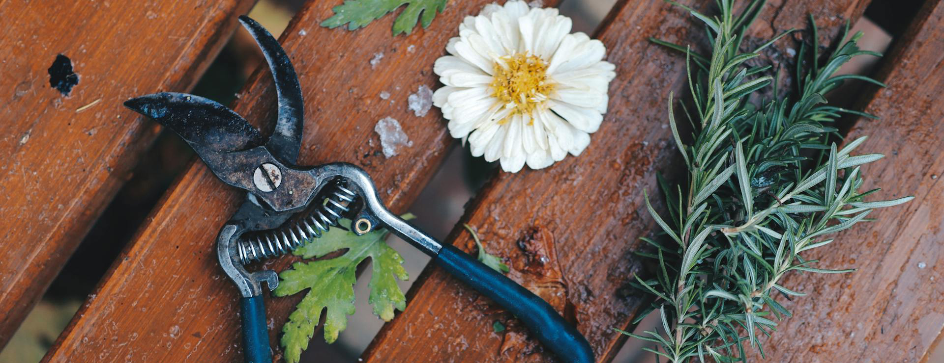 Tuin En Buiten 1 Tuin En Buiten -Tuin En Buiten pexels zeynep gul ceylan 753067026 19214653